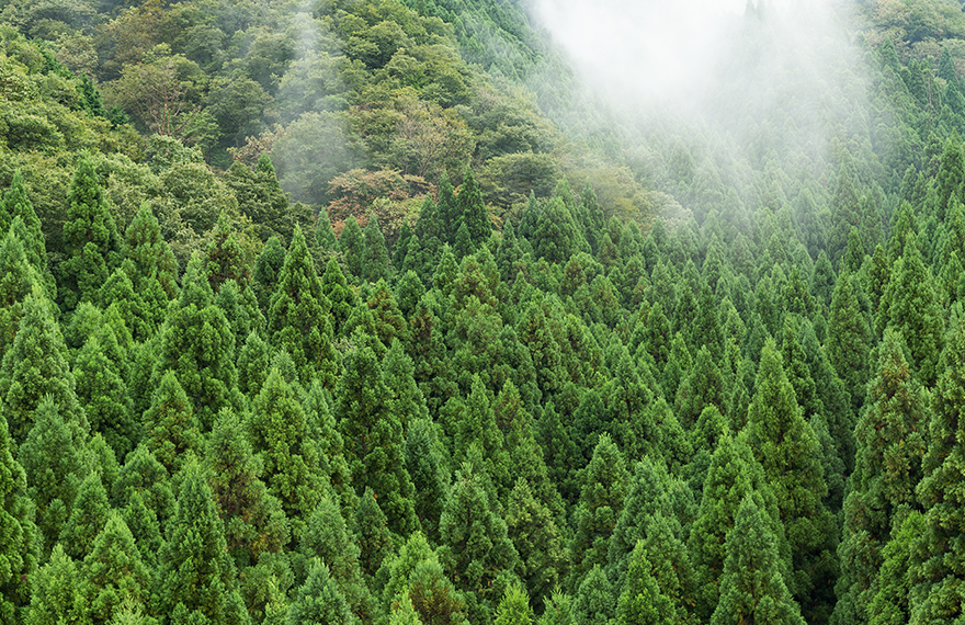 Why Cedar Is the Best Wood for Raised Garden Beds