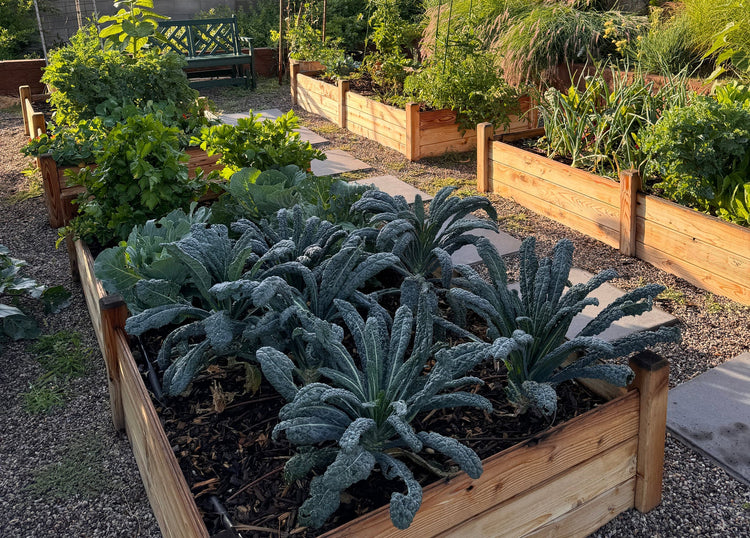 Gronomics raised garden bed filled with vegetables in a summer garden